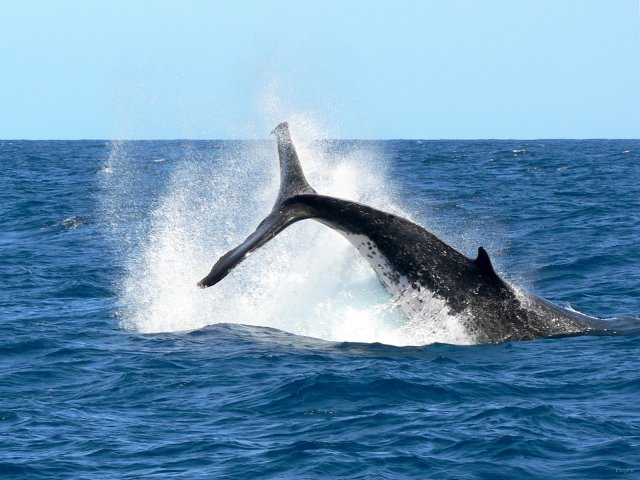 16- Baleines, groupe 3, en mer, sud du lagon 